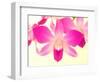 Dendrobium Orchid-Maresa Pryor-Framed Photographic Print