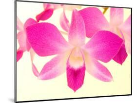 Dendrobium Orchid-Maresa Pryor-Mounted Photographic Print