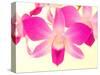 Dendrobium Orchid-Maresa Pryor-Stretched Canvas