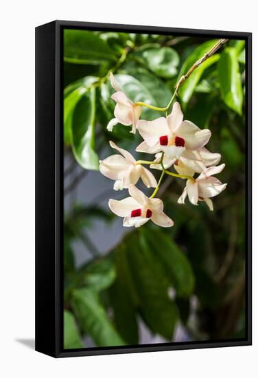 Dendrobium Pulchellum, ,Orchid Flower.-amnachphoto-Framed Stretched Canvas
