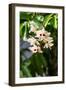 Dendrobium Pulchellum, ,Orchid Flower.-amnachphoto-Framed Photographic Print