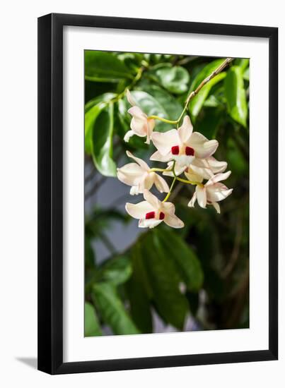 Dendrobium Pulchellum, ,Orchid Flower.-amnachphoto-Framed Photographic Print