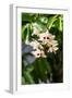 Dendrobium Pulchellum, ,Orchid Flower.-amnachphoto-Framed Photographic Print