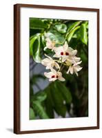 Dendrobium Pulchellum, ,Orchid Flower.-amnachphoto-Framed Photographic Print