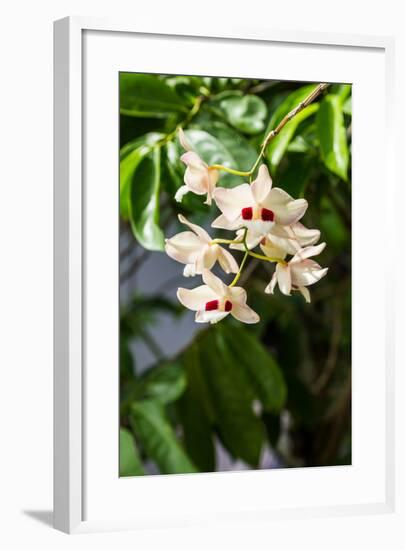 Dendrobium Pulchellum, ,Orchid Flower.-amnachphoto-Framed Photographic Print