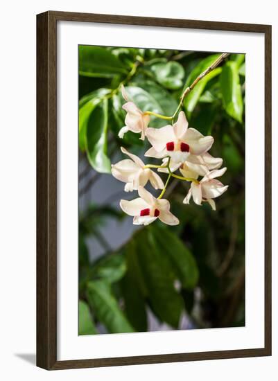 Dendrobium Pulchellum, ,Orchid Flower.-amnachphoto-Framed Photographic Print