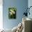 Dendrobium Pulchellum, ,Orchid Flower.-amnachphoto-Mounted Photographic Print displayed on a wall