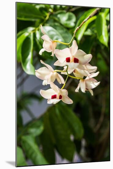 Dendrobium Pulchellum, ,Orchid Flower.-amnachphoto-Mounted Photographic Print