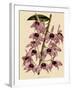 Dendrobium Superbum-John Nugent Fitch-Framed Giclee Print