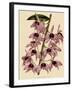 Dendrobium Superbum-John Nugent Fitch-Framed Giclee Print