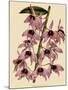 Dendrobium Superbum-John Nugent Fitch-Mounted Giclee Print