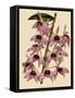 Dendrobium Superbum-John Nugent Fitch-Framed Stretched Canvas