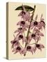 Dendrobium Superbum-John Nugent Fitch-Stretched Canvas