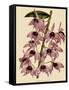 Dendrobium Superbum-John Nugent Fitch-Framed Stretched Canvas