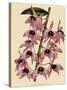 Dendrobium Superbum-John Nugent Fitch-Stretched Canvas