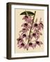 Dendrobium Superbum-John Nugent Fitch-Framed Giclee Print