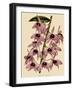 Dendrobium Superbum-John Nugent Fitch-Framed Giclee Print