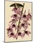 Dendrobium Superbum-John Nugent Fitch-Mounted Giclee Print