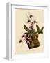 Dendrobium Treacherianum-John Nugent Fitch-Framed Giclee Print