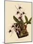 Dendrobium Treacherianum-John Nugent Fitch-Mounted Giclee Print
