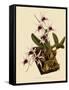 Dendrobium Treacherianum-John Nugent Fitch-Framed Stretched Canvas