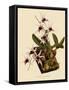 Dendrobium Treacherianum-John Nugent Fitch-Framed Stretched Canvas