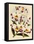 Dendrobium Wardianum Var Giganteum-John Nugent Fitch-Framed Stretched Canvas