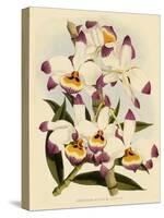Dendrobium Wardianum Var Giganteum-John Nugent Fitch-Stretched Canvas