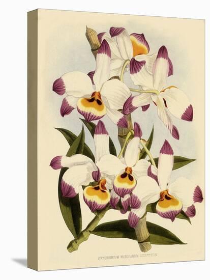 Dendrobium Wardianum Var Giganteum-John Nugent Fitch-Stretched Canvas