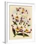 Dendrobium Wardianum Var Giganteum-John Nugent Fitch-Framed Giclee Print