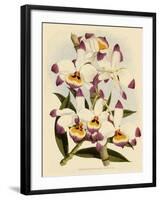 Dendrobium Wardianum Var Giganteum-John Nugent Fitch-Framed Giclee Print