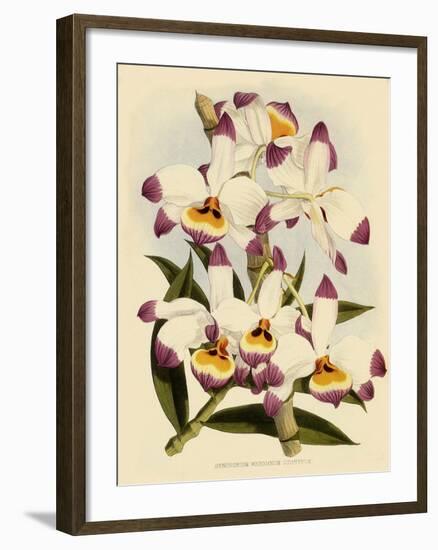 Dendrobium Wardianum Var Giganteum-John Nugent Fitch-Framed Giclee Print