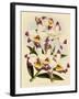 Dendrobium Wardianum Var Giganteum-John Nugent Fitch-Framed Giclee Print