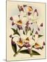 Dendrobium Wardianum Var Giganteum-John Nugent Fitch-Mounted Giclee Print