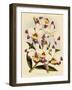 Dendrobium Wardianum Var Giganteum-John Nugent Fitch-Framed Giclee Print