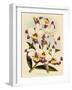 Dendrobium Wardianum Var Giganteum-John Nugent Fitch-Framed Giclee Print