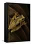 Dendropsophus Ebraccatus (Hourglass Treefrog)-Paul Starosta-Framed Stretched Canvas