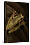 Dendropsophus Ebraccatus (Hourglass Treefrog)-Paul Starosta-Stretched Canvas