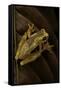 Dendropsophus Ebraccatus (Hourglass Treefrog)-Paul Starosta-Framed Stretched Canvas