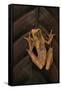 Dendropsophus Ebraccatus (Hourglass Treefrog)-Paul Starosta-Framed Stretched Canvas