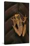 Dendropsophus Ebraccatus (Hourglass Treefrog)-Paul Starosta-Stretched Canvas