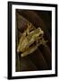 Dendropsophus Ebraccatus (Hourglass Treefrog)-Paul Starosta-Framed Photographic Print