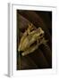 Dendropsophus Ebraccatus (Hourglass Treefrog)-Paul Starosta-Framed Photographic Print