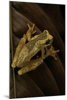 Dendropsophus Ebraccatus (Hourglass Treefrog)-Paul Starosta-Mounted Photographic Print