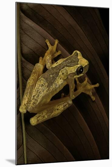 Dendropsophus Ebraccatus (Hourglass Treefrog)-Paul Starosta-Mounted Photographic Print