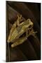 Dendropsophus Ebraccatus (Hourglass Treefrog)-Paul Starosta-Mounted Photographic Print