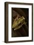 Dendropsophus Ebraccatus (Hourglass Treefrog)-Paul Starosta-Framed Photographic Print