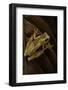 Dendropsophus Ebraccatus (Hourglass Treefrog)-Paul Starosta-Framed Photographic Print