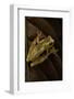 Dendropsophus Ebraccatus (Hourglass Treefrog)-Paul Starosta-Framed Photographic Print