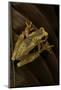 Dendropsophus Ebraccatus (Hourglass Treefrog)-Paul Starosta-Mounted Photographic Print